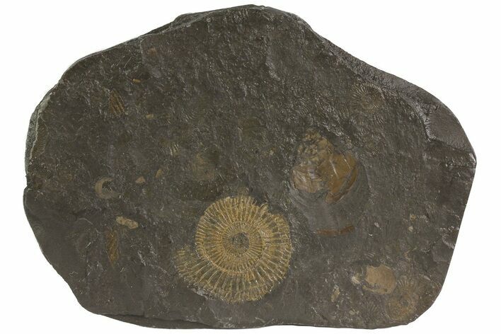 Dactylioceras Ammonite Plate - Posidonia Shale, Germany #79322